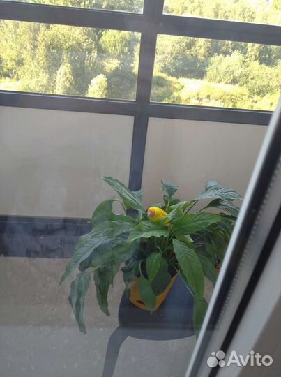 Попугаи неразлучники розовощекие