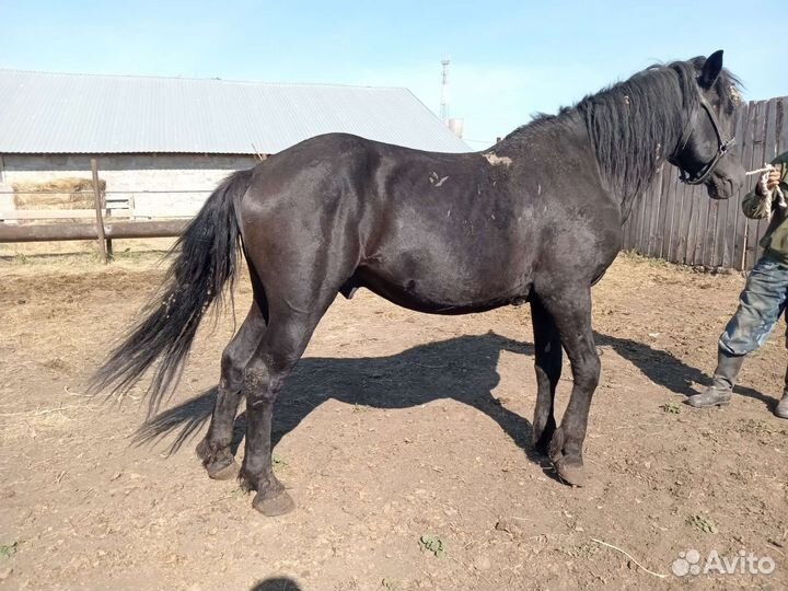 Продажа жеребцы