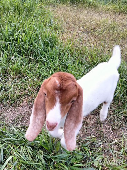 Козлята,2 козлика и 1 козочка