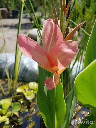 Канны для пруда