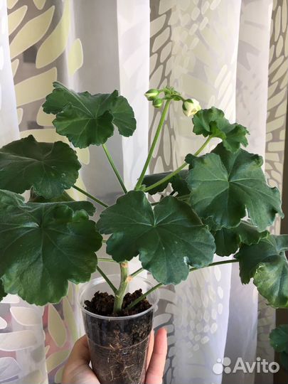 Пеларгония оч Madpearl Rose