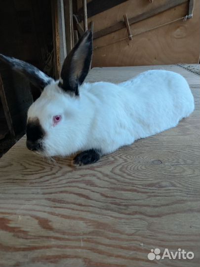 Племенные крольчихи