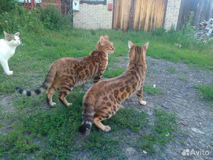 Бенгальская кошка бесплатно