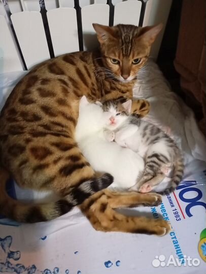 Бенгальская