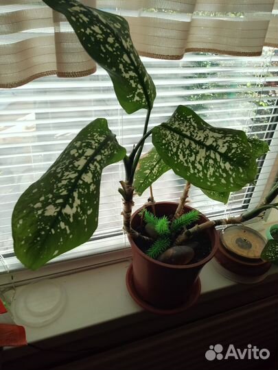 Диффенбахия