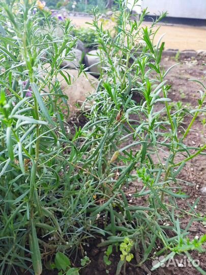 Вересковая астра