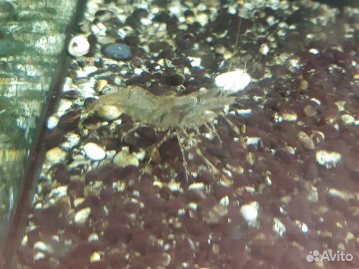 Кольцерукая креветка макробрахиум