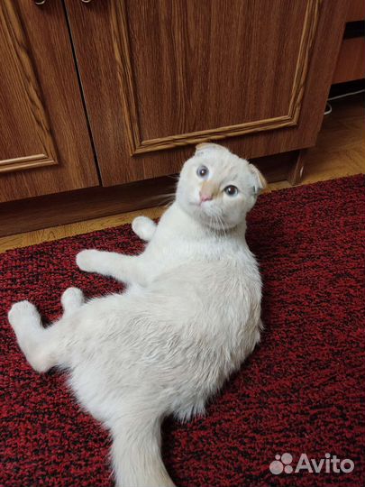 Потерялась кошка