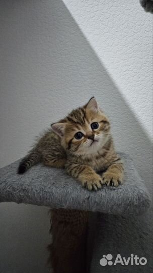 Шотландские вислоухие и прямоухие котята