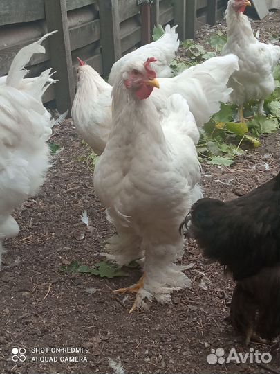 Петухи молодые