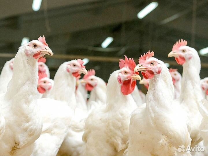 Куры Несушки, Бесплатная доставка