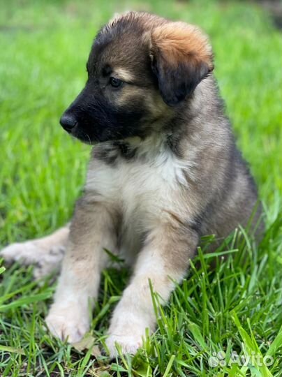 Щенок в добрые руки бесплатно