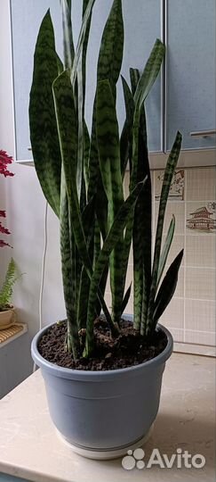 Сансевиерия
