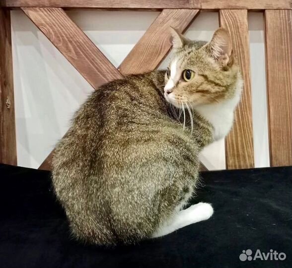 Соня-ласкуша