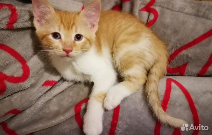 Милые бело-рыжие котята (2 месяца)