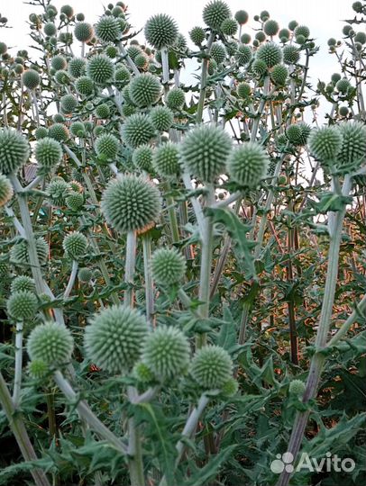 Мордовник шароголовый семена