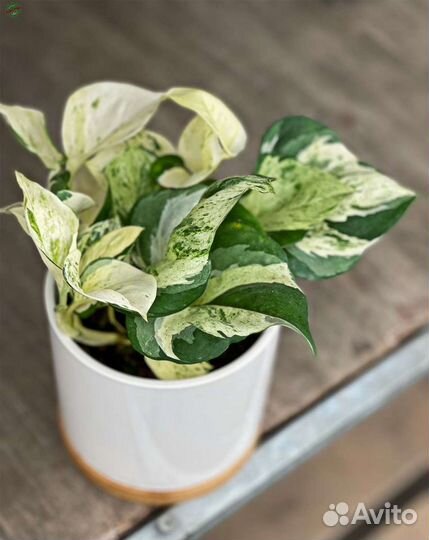 Эпипремнум Хеппи Лиф, Марбл Квин, Нджой