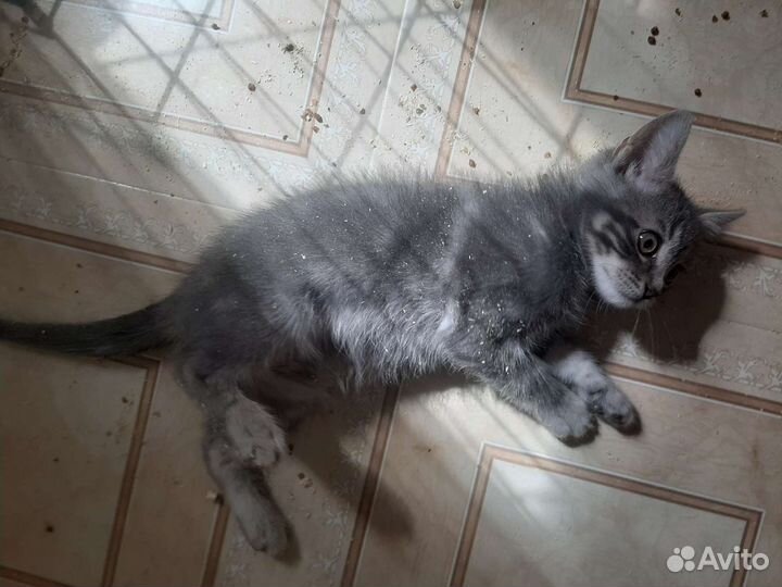 Привитый малыш 2мес в дар