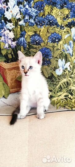 Предлагаю котят