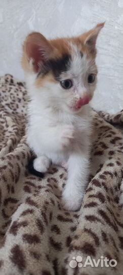 Котенок мальчик бесплатно