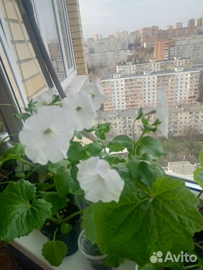 Петунья рассада