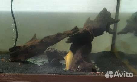 Коряга мангровая