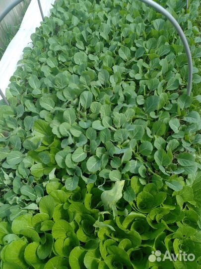 Рассада ранней капусты