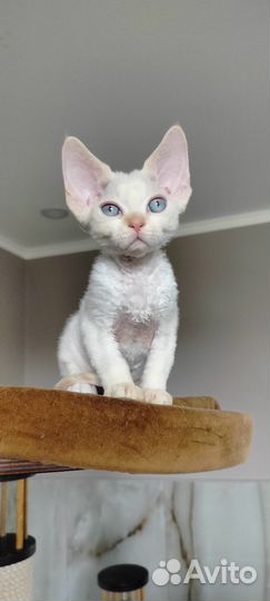 Девон-рекс котёнок