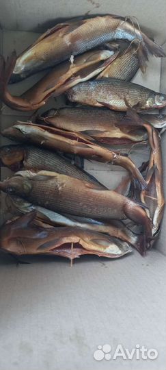 Копчение мяса сала рыбы