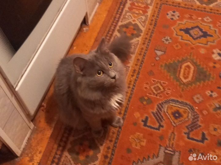 Русская голубая отдам