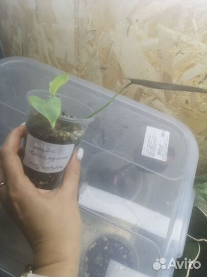 Филодендрон, фиалки