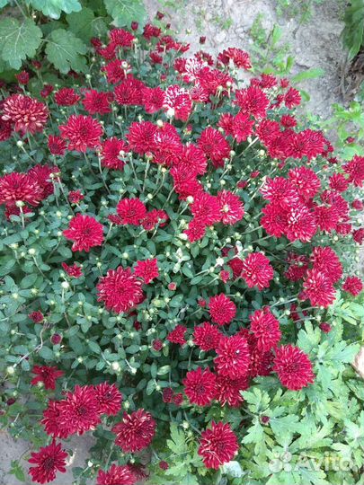 Хризантема-мультифлора