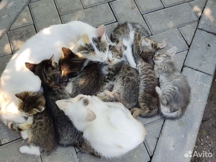 Котята в добрые руки