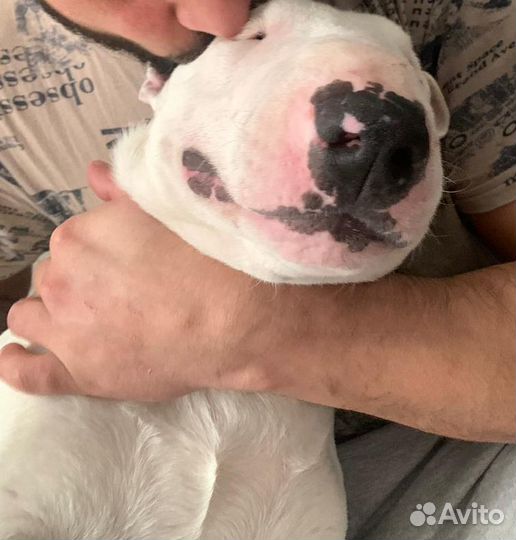 Щенки миниатюрного бультерьера