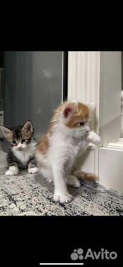 Котята мейн-кун