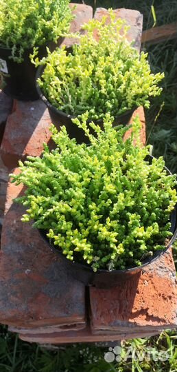 Очиток едкий почвопокровник