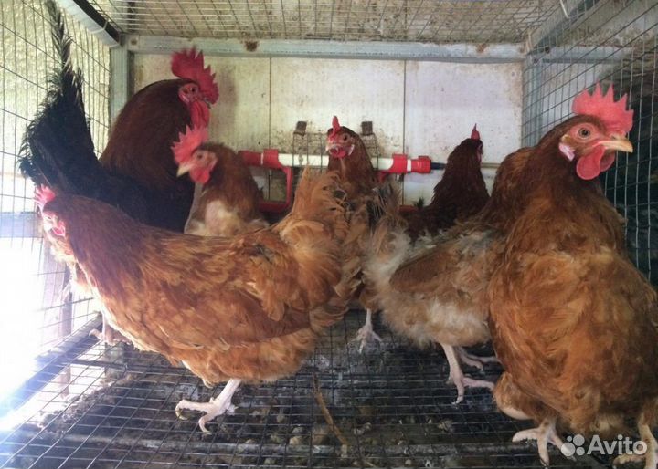Куры несушки