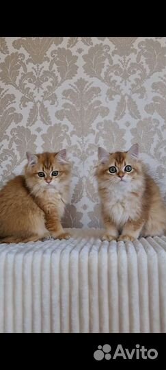 Длинношерстные малыши