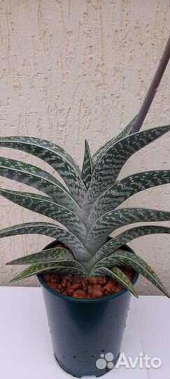 Алоэ тигровое variegata