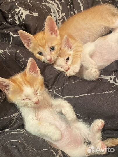 Котята в добрые руки