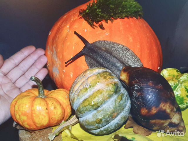 Улитка архахатина маргината маргината