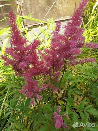 Корешки многолетних цветов