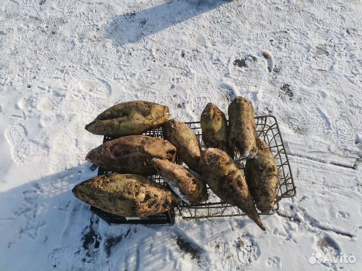 Семена кормовой свёклы, сорт лада