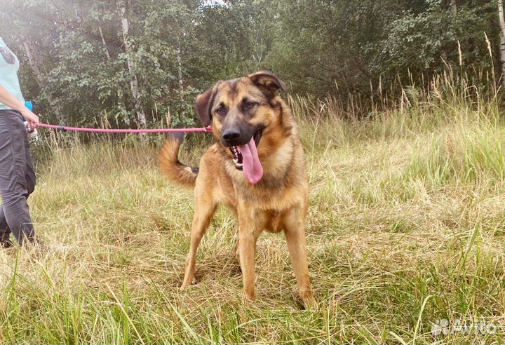 Собака в добрые руки, Бурбон