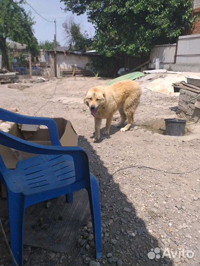 Кобель на вязку