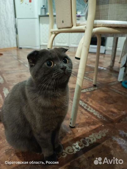 Британская вислоухая кошка