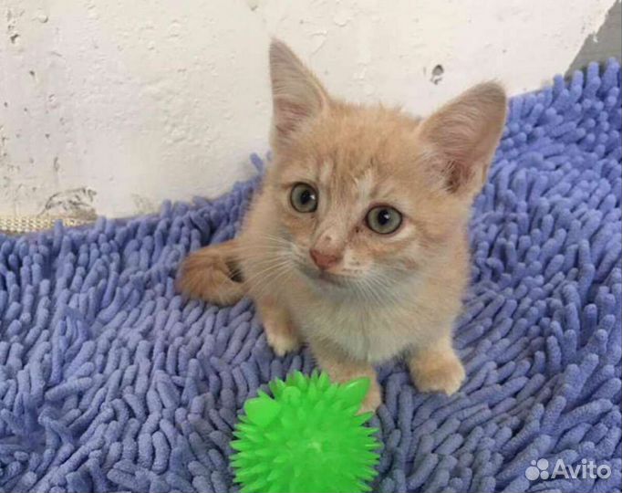 Рыжие мальчики ищут дом