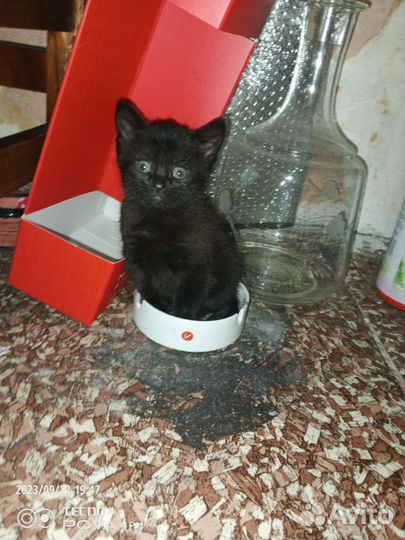 Кошка в дар бесплатно