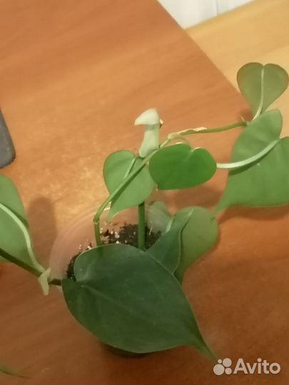 Филодендрон