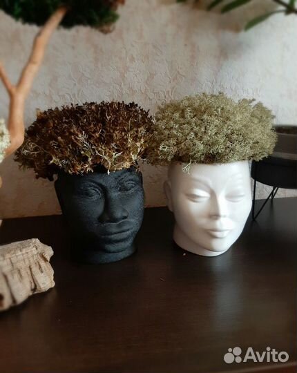 Цетрария/кладония